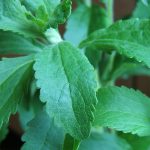 stevia_hebam3000
