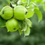 green apple cocktail